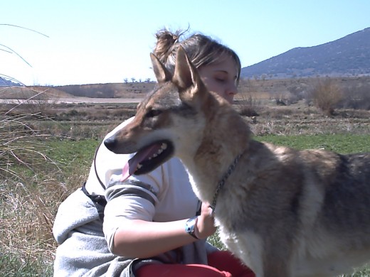 mi lobits guapa es una hembra de perro lobo checo